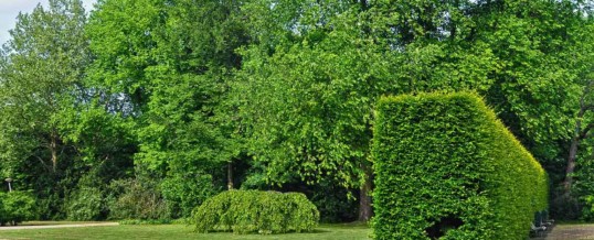 Did You Know About Tree Removal Permits?
